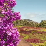 5 Signs Your Shrubs Are Ready for Summer Pruning