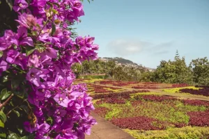 5 Signs Your Shrubs Are Ready for Summer Pruning