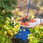 Protecting Your Garden from July’s Scorching Heat