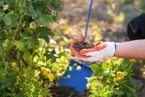 Protecting Your Garden from July’s Scorching Heat