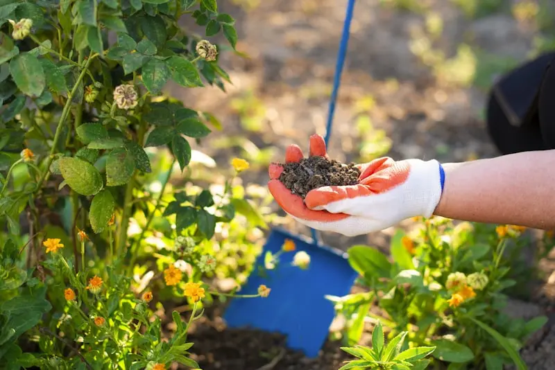 Protecting Your Garden from July’s Scorching Heat