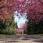 Summer Pruning: How to Prune Your Shrubs and Trees for Healthy Growth