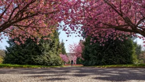 Summer Pruning: How to Prune Your Shrubs and Trees for Healthy Growth