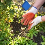 What to Plant in July for a Fall Harvest