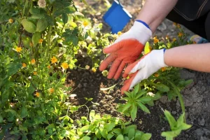 What to Plant in July for a Fall Harvest