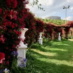 Why You Should Never Remove More Than One-Third of a Shrub When Summer Pruning