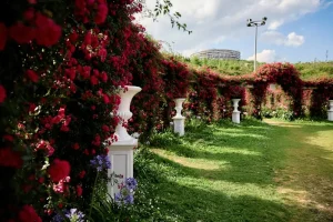 Why You Should Never Remove More Than One-Third of a Shrub When Summer Pruning