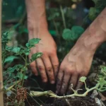 Beginner’s Guide to Pruning Berry Bushes for Maximum Fruit Production