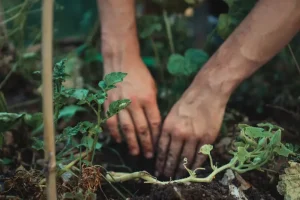 Beginner’s Guide to Pruning Berry Bushes for Maximum Fruit Production