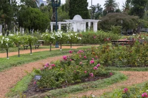How to Create a Fall Garden Planting Schedule Using Your Summer Harvest Calendar