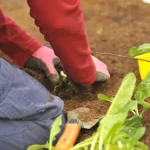 Planting for Fall: Your August Guide to Cool-Season Crops