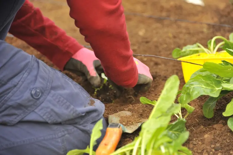 Planting for Fall: Your August Guide to Cool-Season Crops