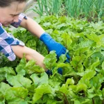 Preserving Your August Harvest: Tips for Enjoying Summer All Year