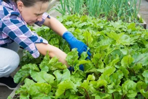 Preserving Your August Harvest: Tips for Enjoying Summer All Year