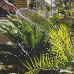 Pruning for Health: Essential August Tasks for Perennials and Shrubs