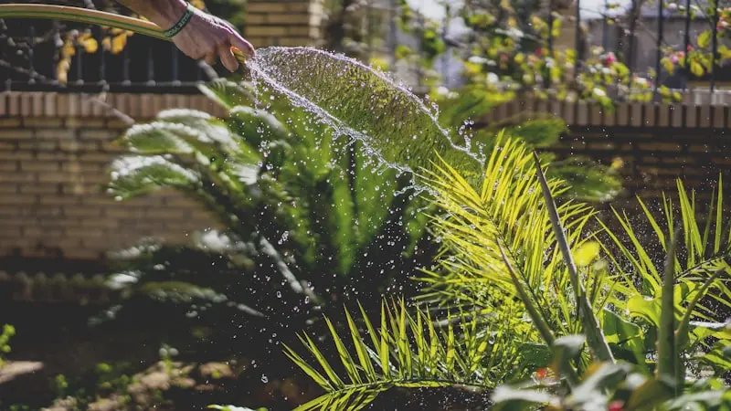 Pruning for Health: Essential August Tasks for Perennials and Shrubs