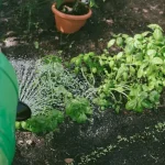 Saving Seeds This August: Your Guide to Next Year’s Garden
