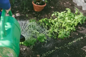 Saving Seeds This August: Your Guide to Next Year’s Garden