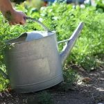 Composting Fall Leaves: Your September Guide to Garden Gold