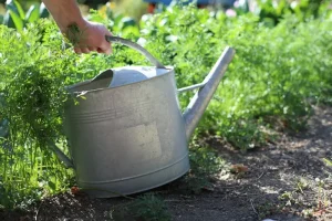 Composting Fall Leaves: Your September Guide to Garden Gold