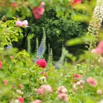 How to Protect Your Perennials Before the First Frost