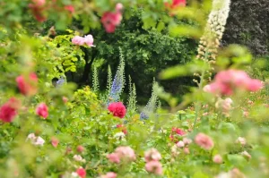 How to Protect Your Perennials Before the First Frost