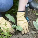 Putting Your Garden to Bed: Essential September Tasks